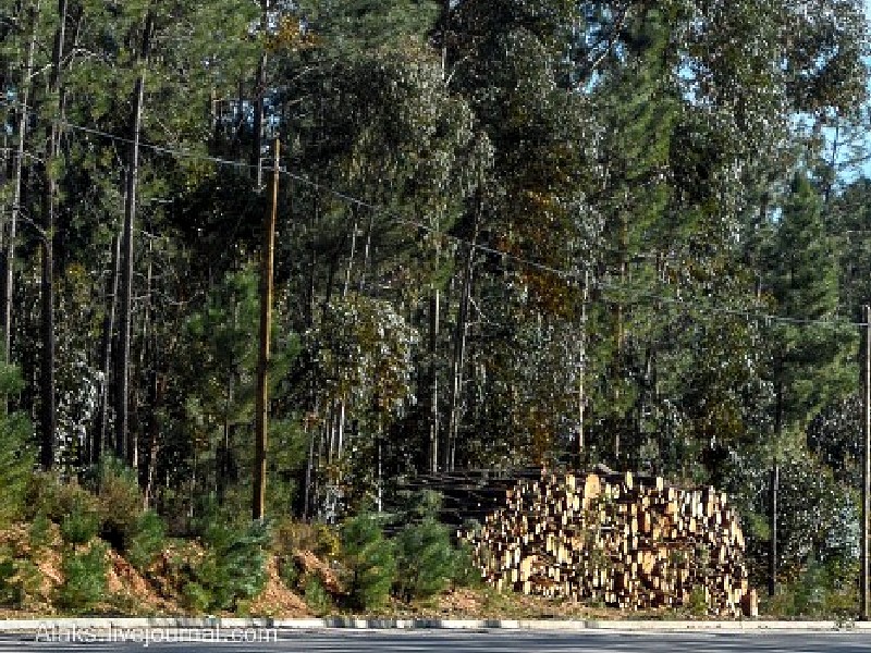 Заготовка древесины эвкалипта в Португалии
